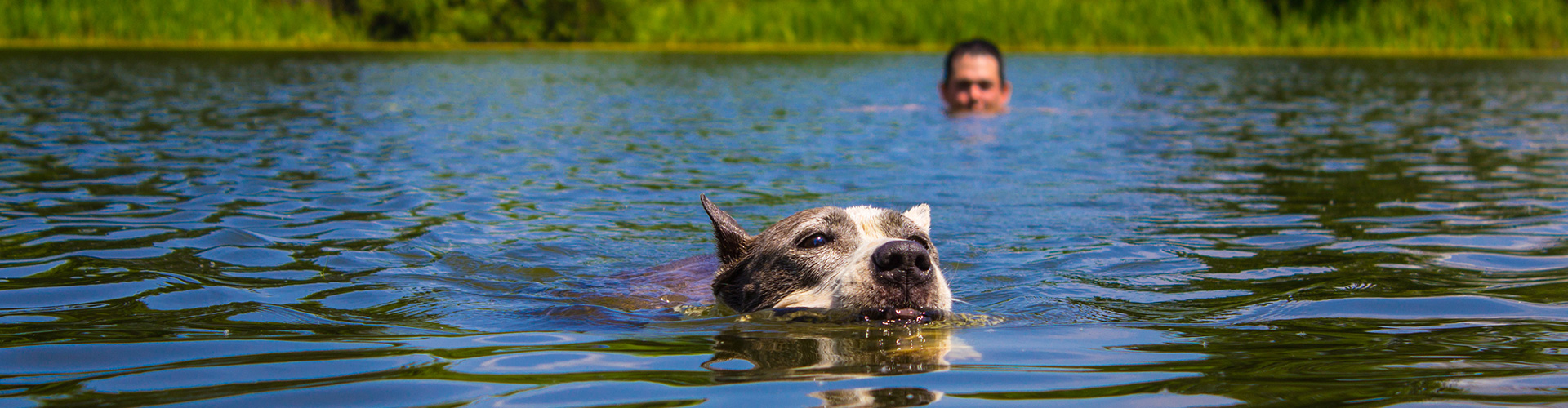 Urlaub mit Hund in Chalets in Österreich